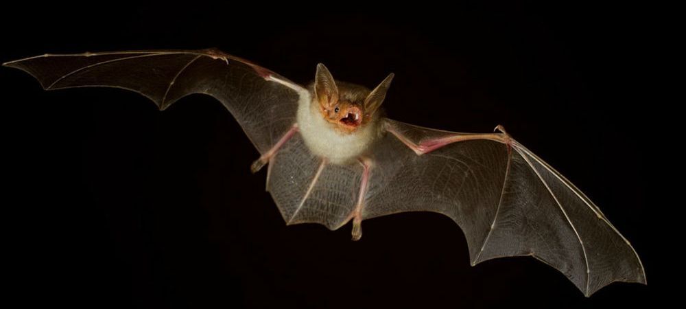 murcielago-volando-9937