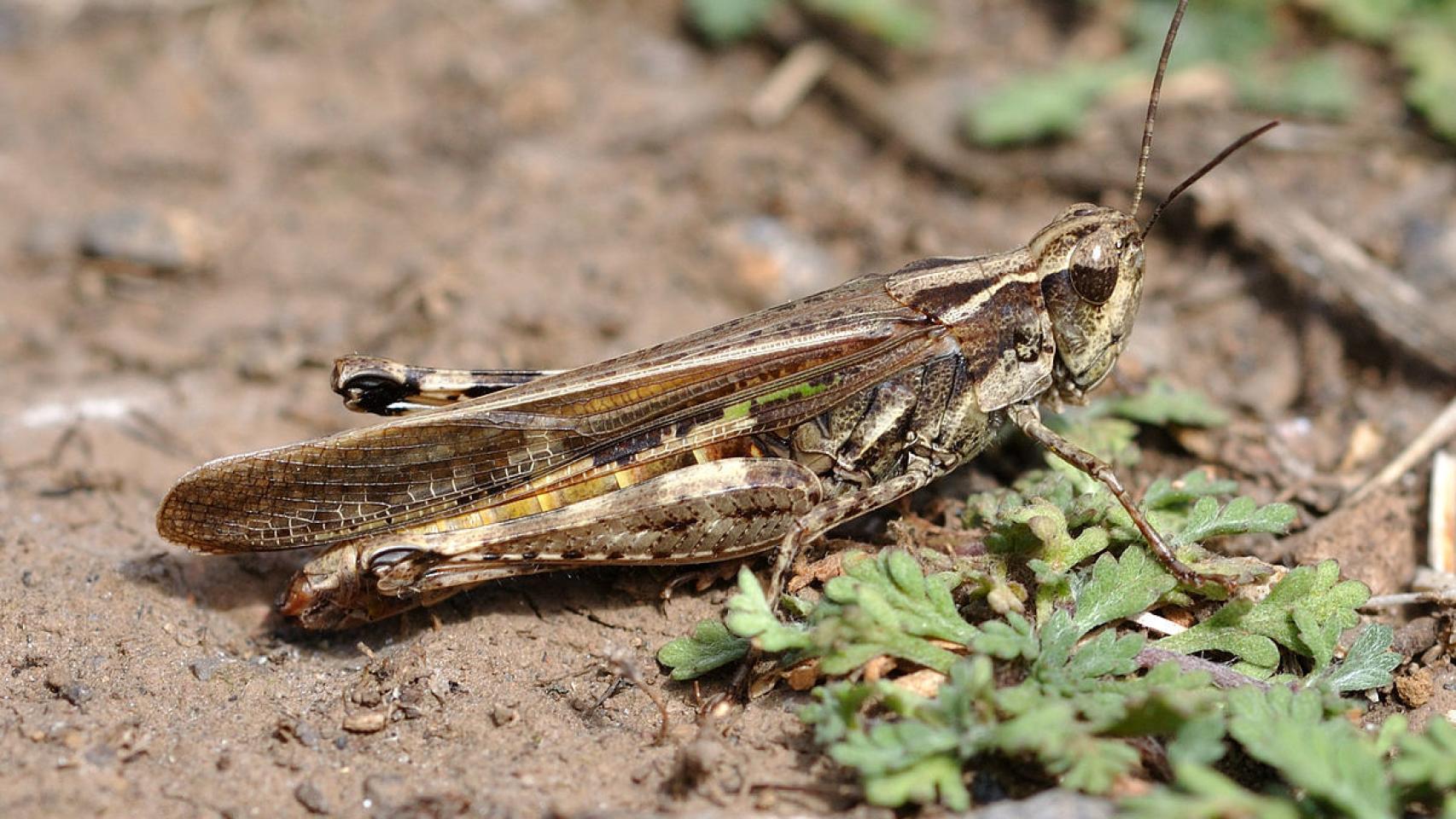 Langosta mediterránea hembra localizada en el Puerto de la Cruz (Tenerife).