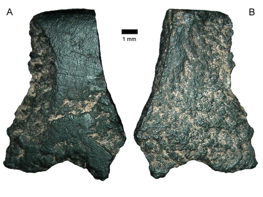 Los fragmentos de basalto hallados en Kimberley, Australia.