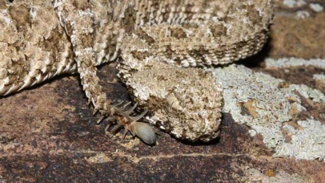 La víbora cola de araña vive en las montañas al oeste de Irán.