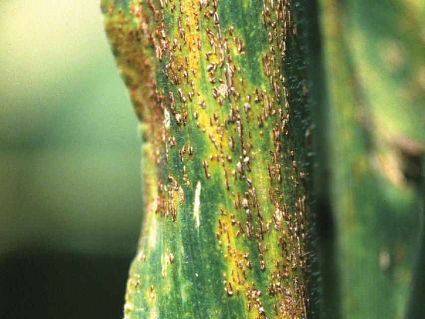 Efecto de los hongos en el trigo.