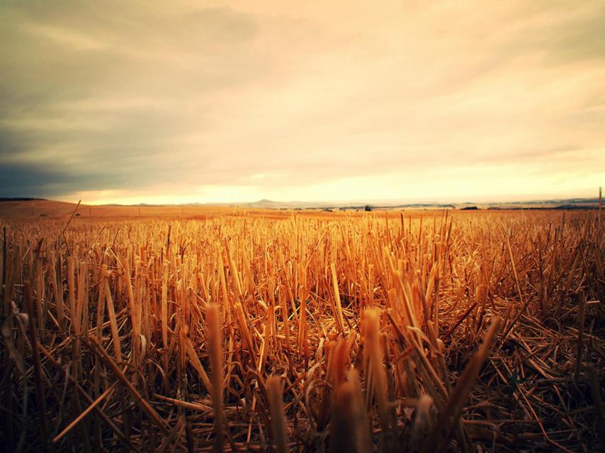 Campo de trigo en Castilla.