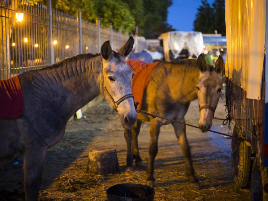 Las mulas Txaro y Txula.