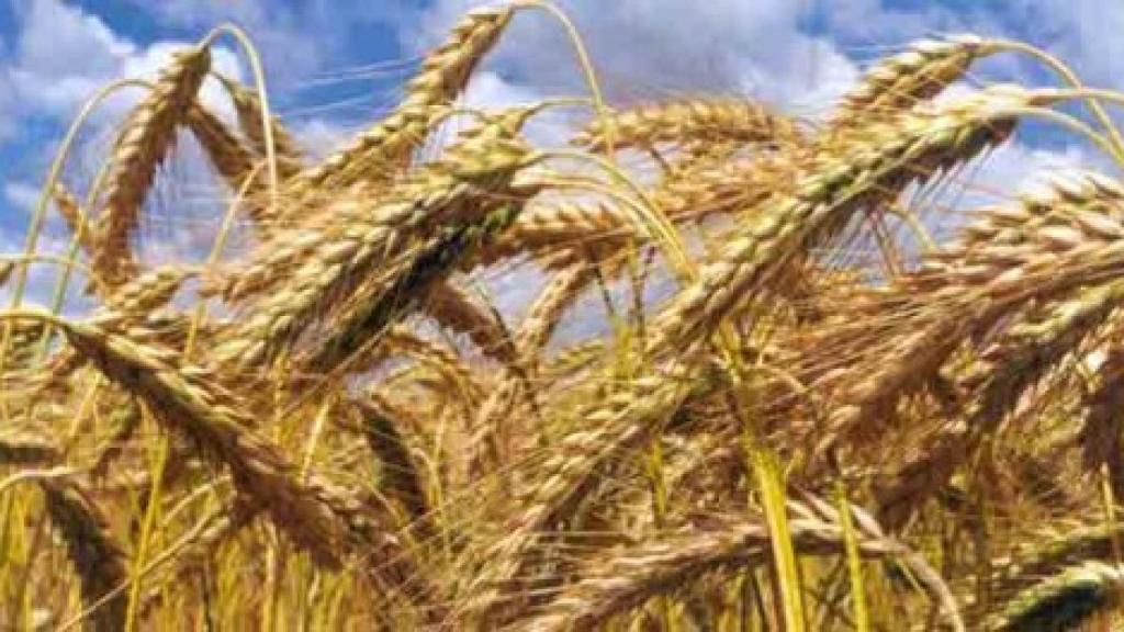 intolerancia_al_gluten-680x264