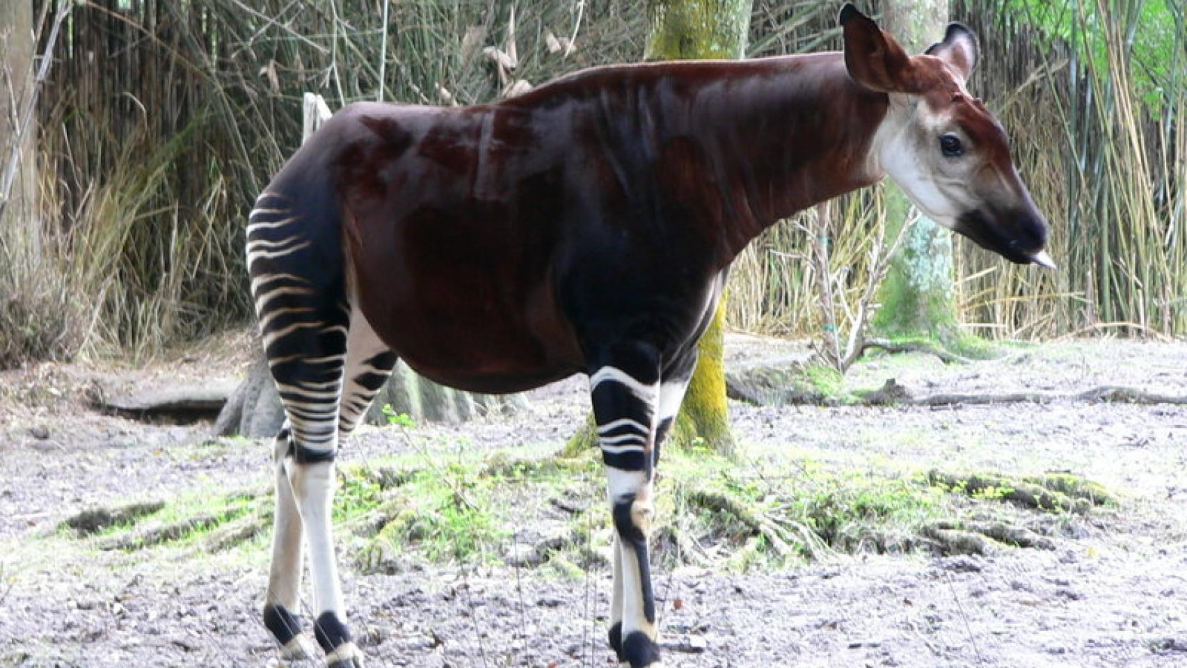 El okapi, cuyo genoma también ha sido secuenciado.