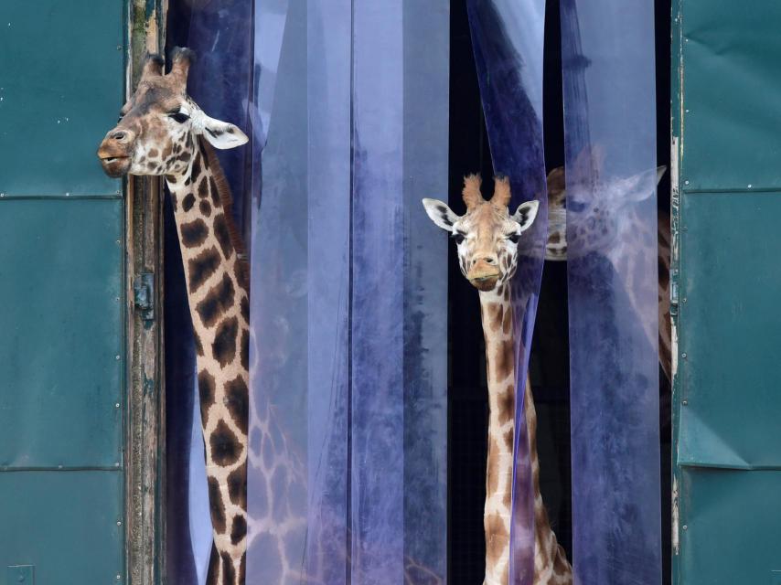 Jirafas en el Zoo de Marwell, cerca de Winchester, Gran Bretaña.