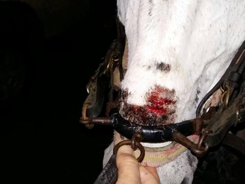 Caballo con heridas producidas por la serrata