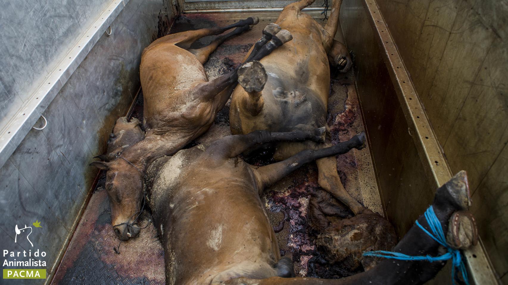 Caballos fallecidos durante El Rocío del pasado año