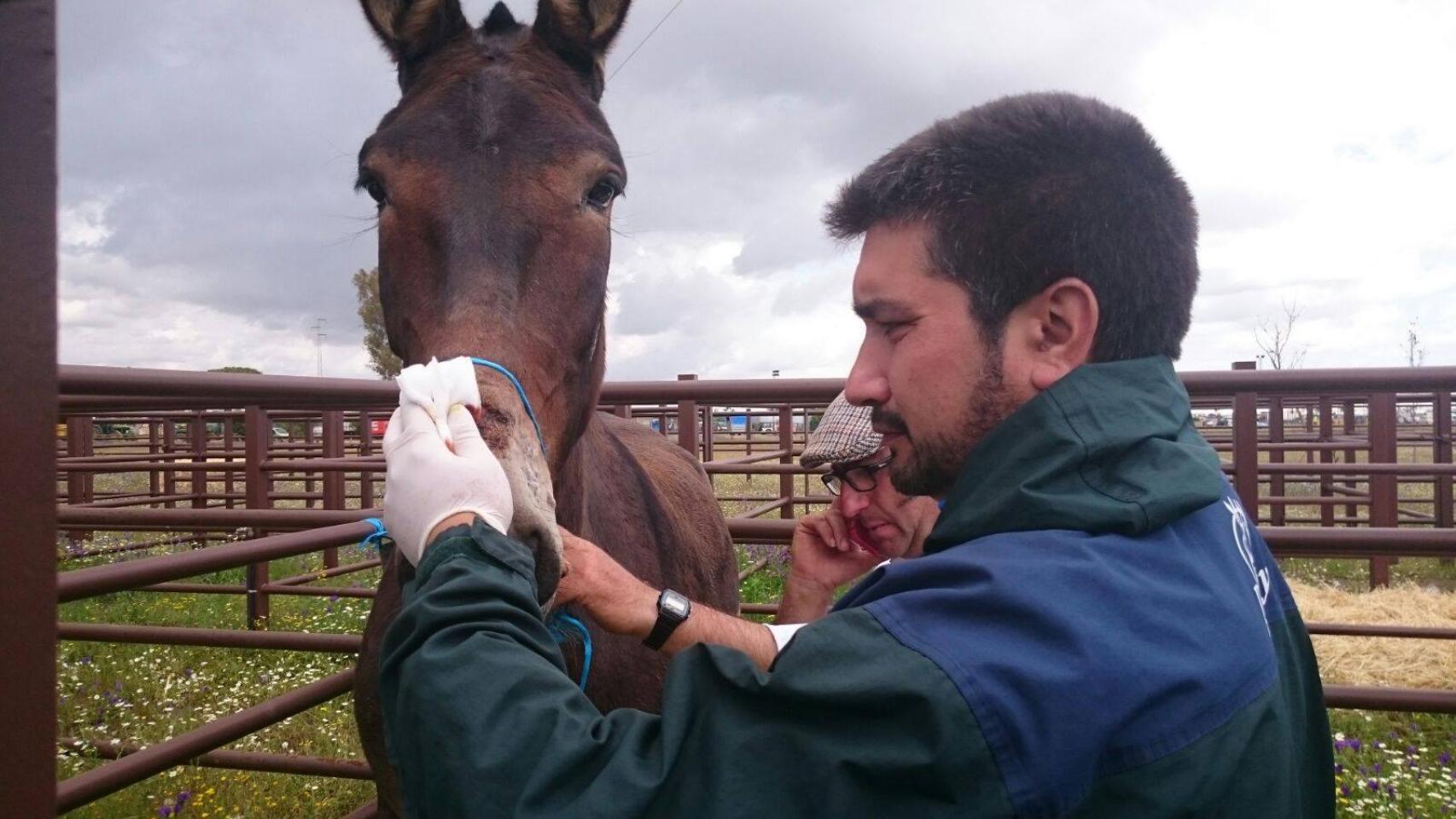 Equino atendido por los trabajadores de 'El refugio del burrito' durante El Rocío 2016
