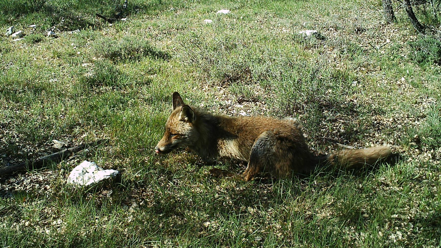 Un zorro, en uno de los parajes en los que existen instalaciones de la empresa.