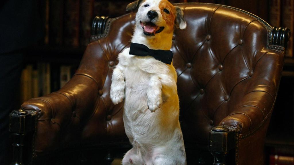 Muere Pancho, el perro millonario más famoso de la TV