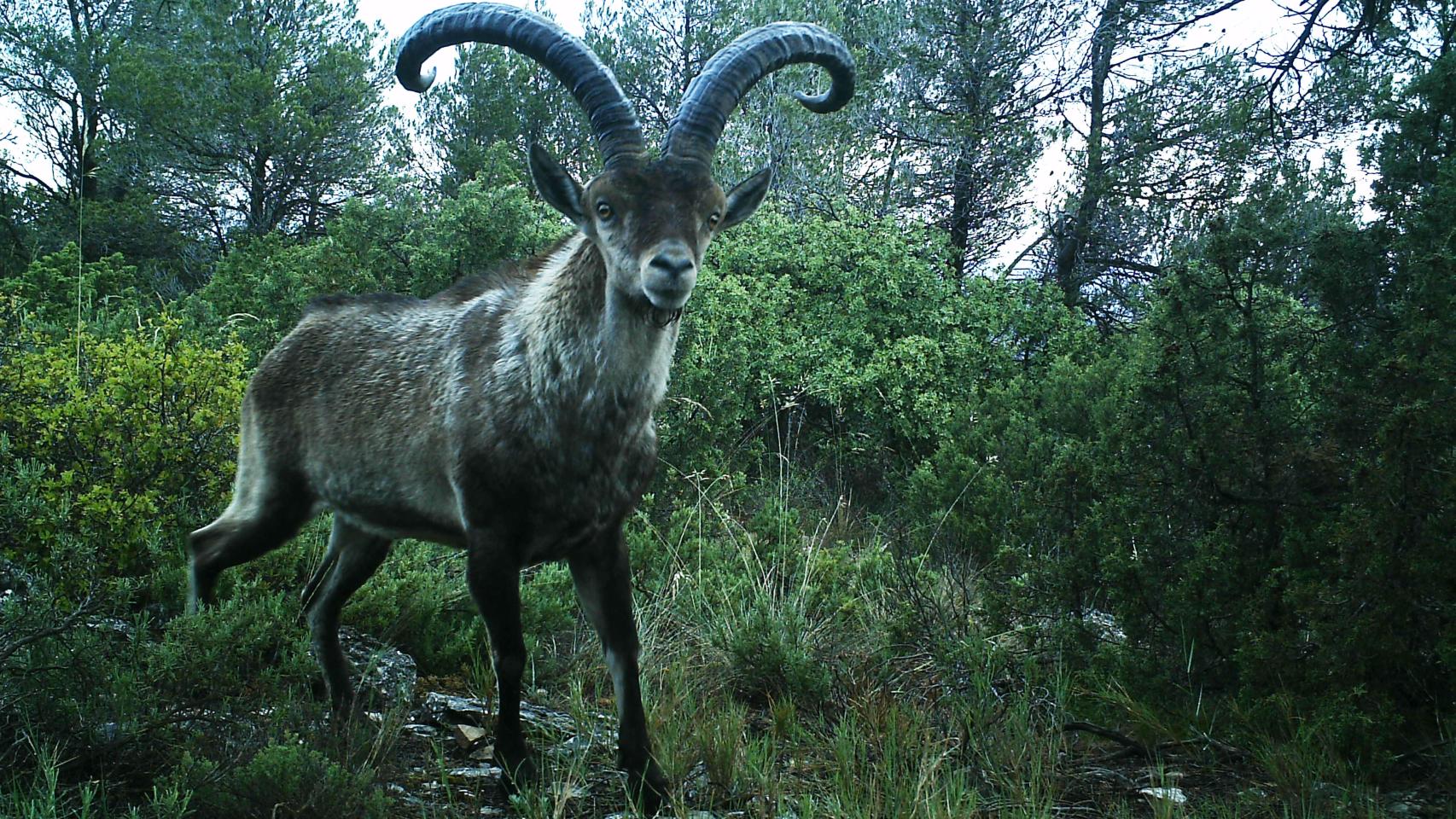 Una cabra montesa, en las proximidades de un parque eólico.