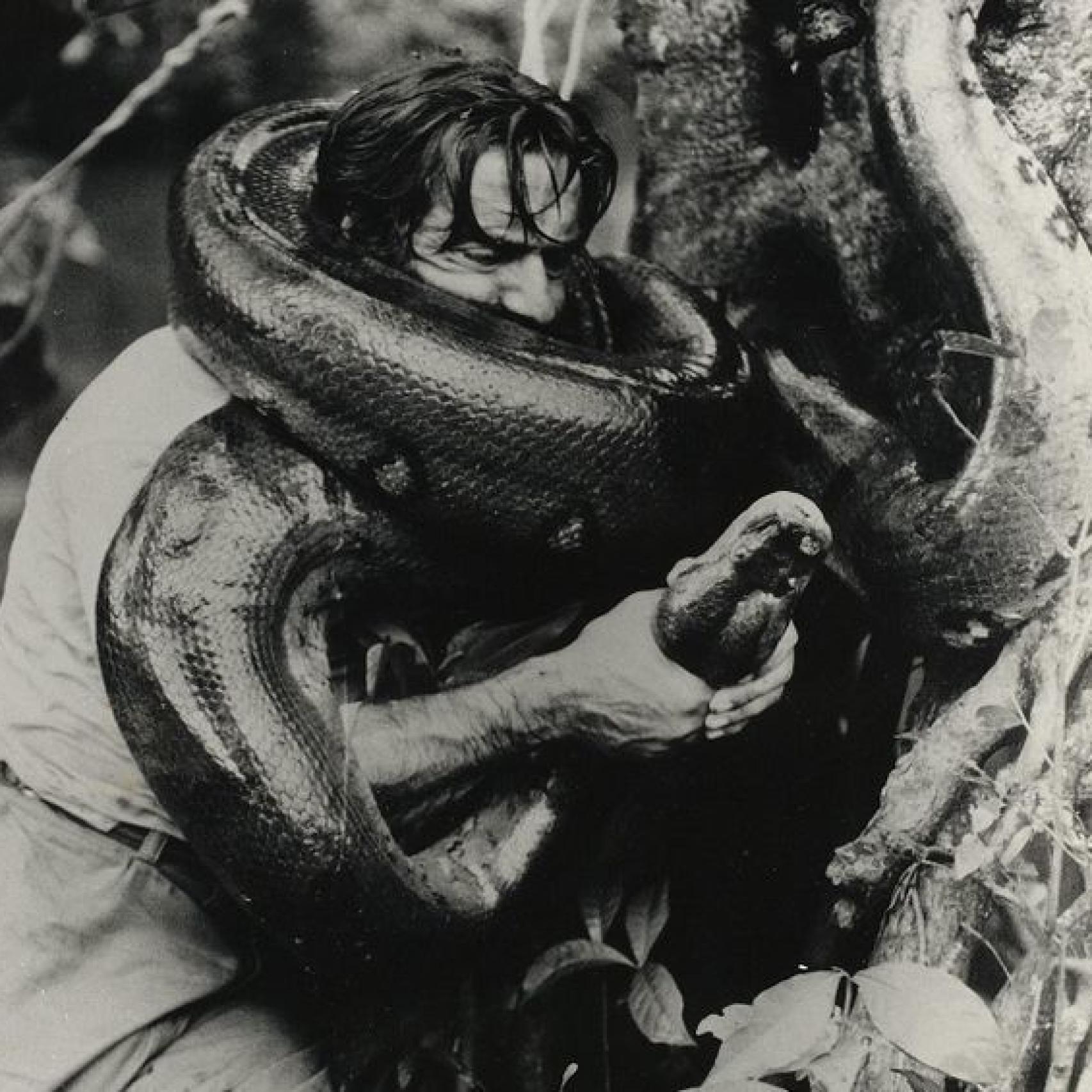 El periodista se pelea con la boa, en 1963.