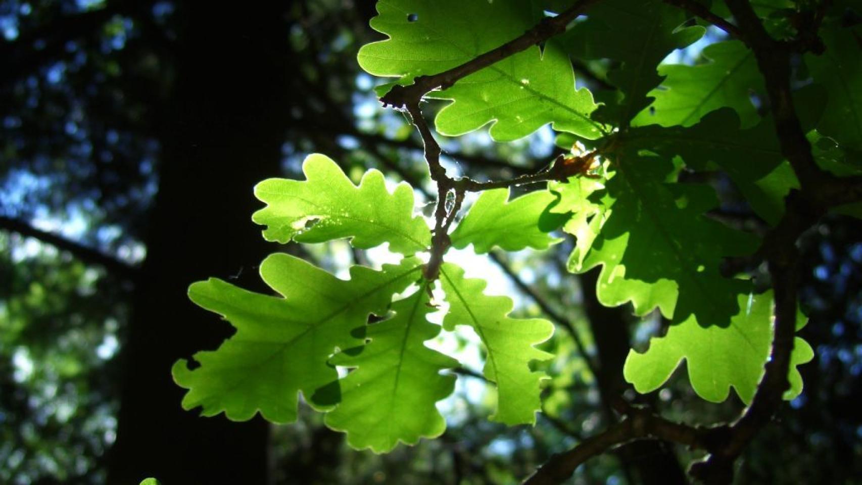 La fotosíntesis funciona gracias a la física cuántica