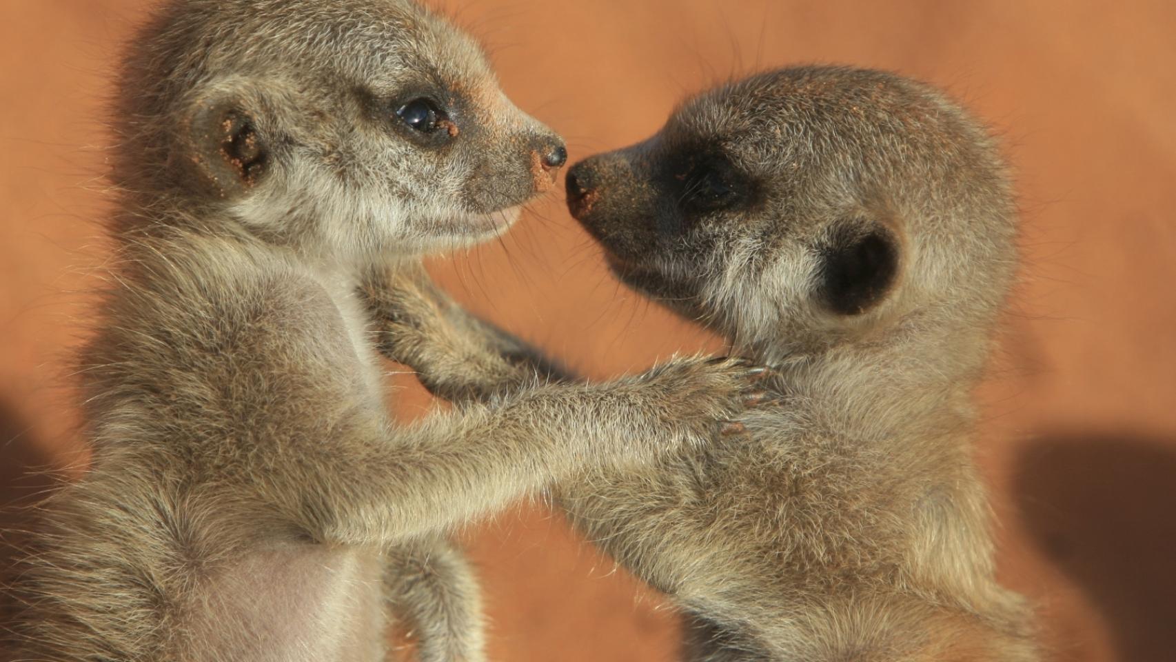 Hermanos suricatos.