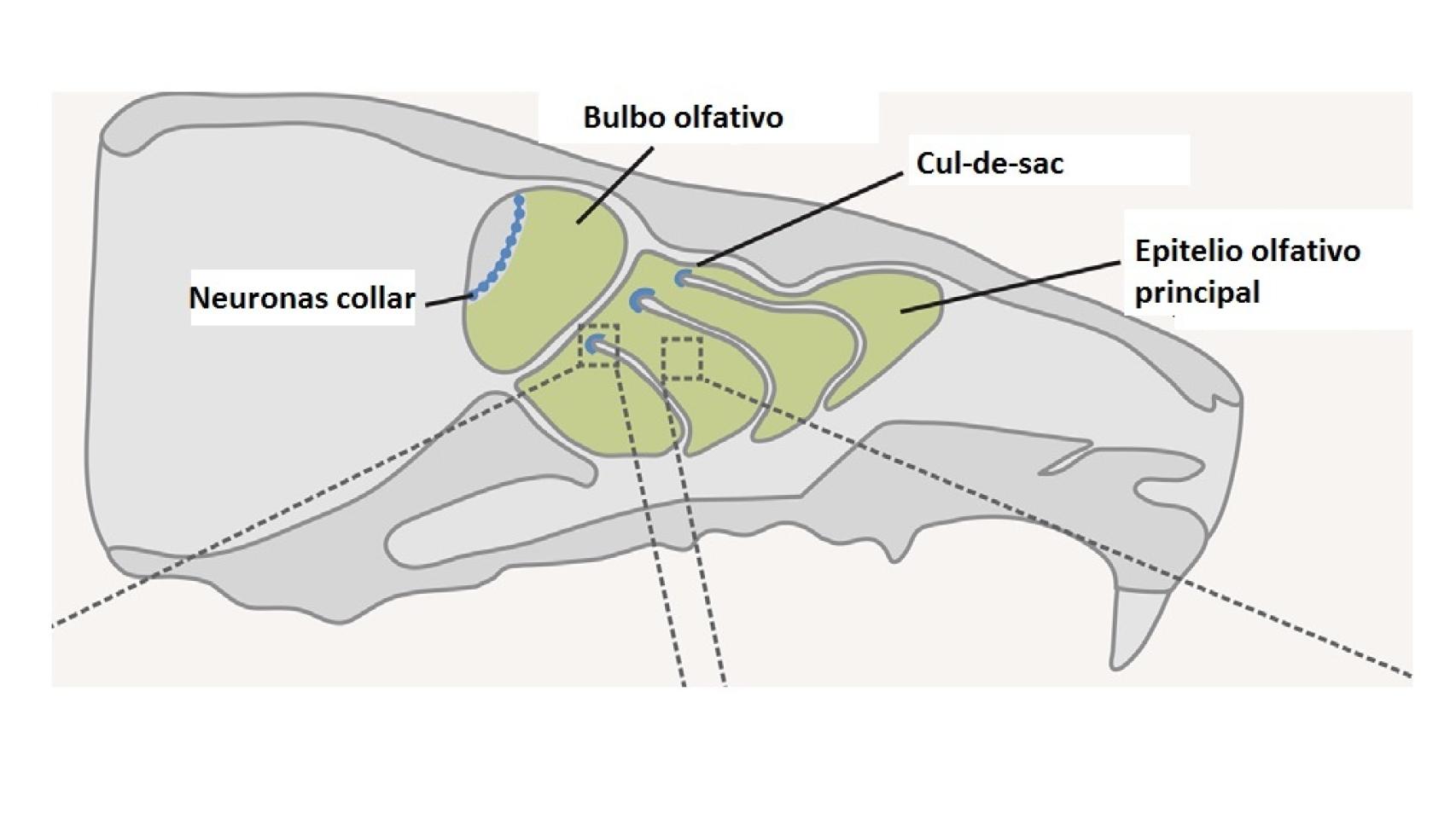 Partes del sistema olfativo del ratón.