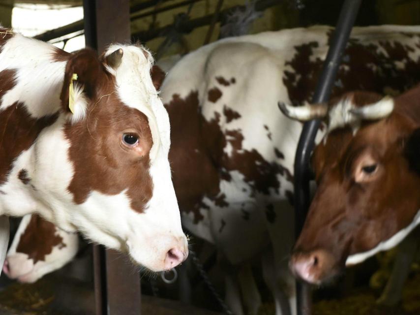 Instalación ganadera.