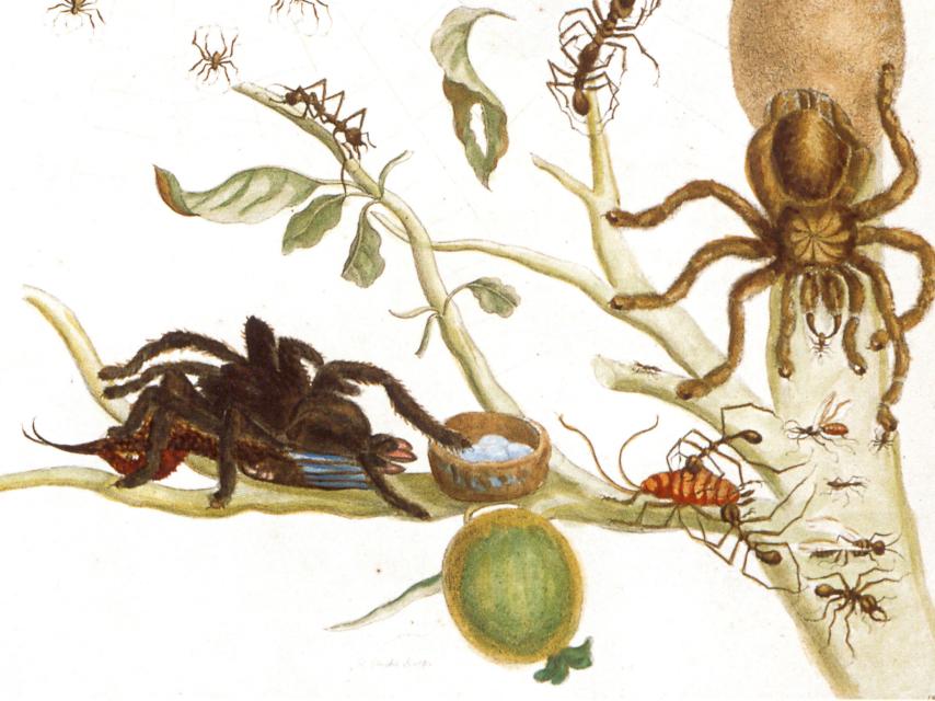 Arañas, hormigas y colibrí en una rama de guayaba, un dibujo de Maria Sibylla.