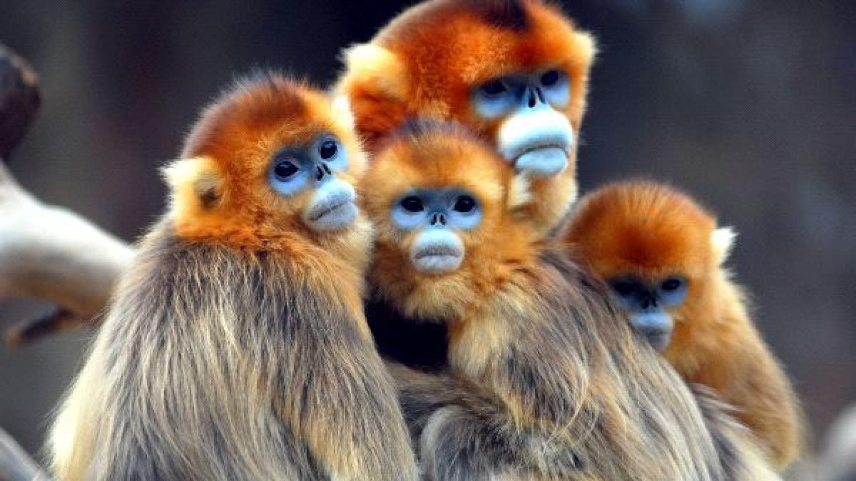 Ejemplares de Rhinopithecus roxellana