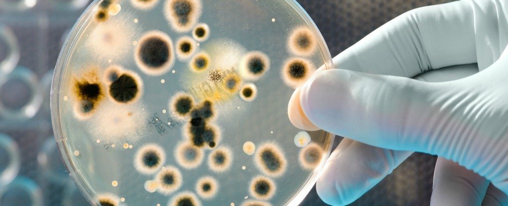 NewBacteria_web_1024