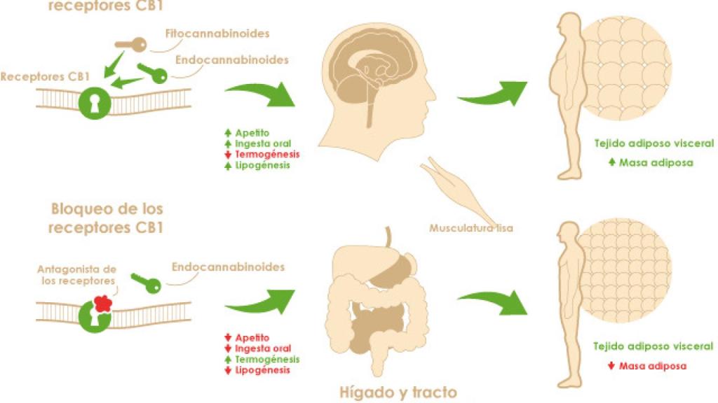 sistema_endocannabinoide