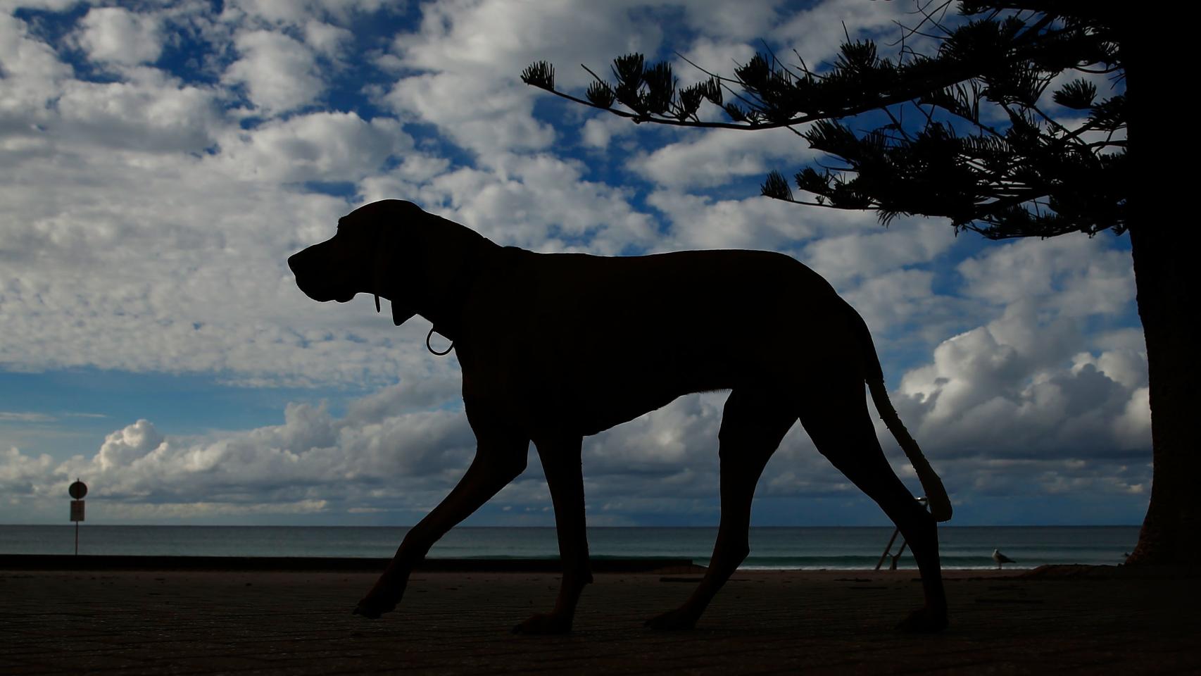 Un perro a contraluz.