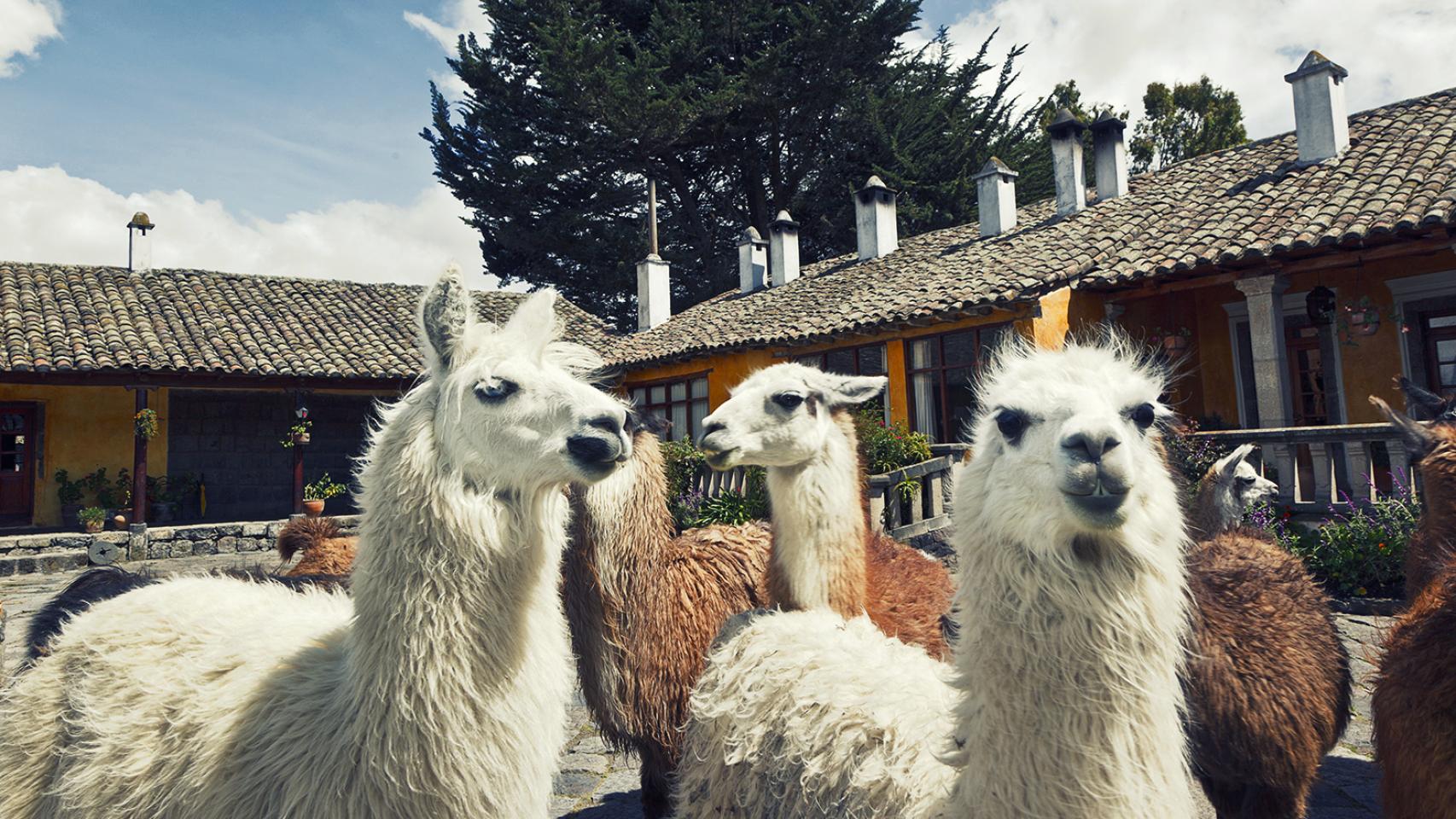 San Agustín de Callo