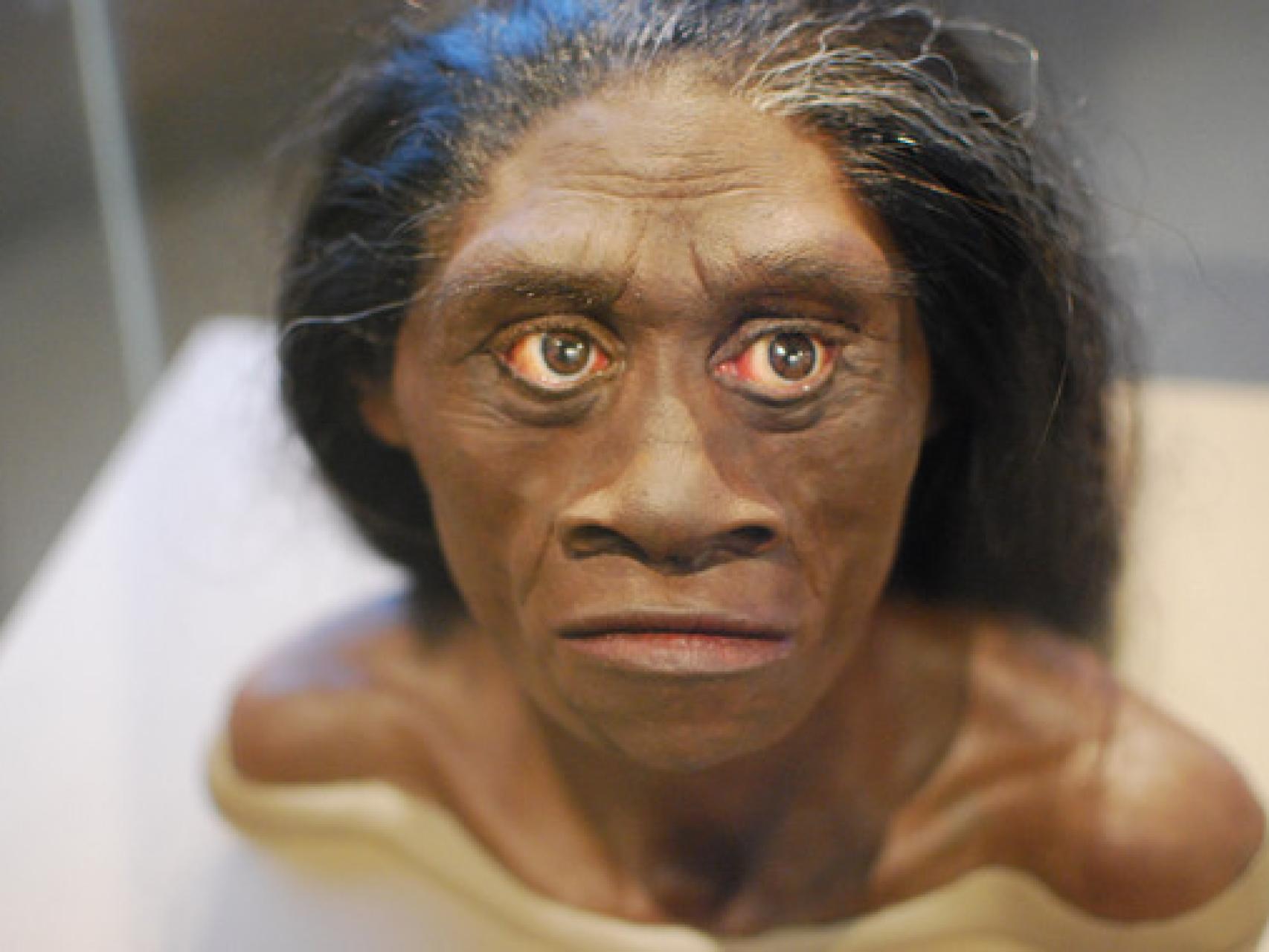 Reconstrucción de una mujer Homo floresiensis.