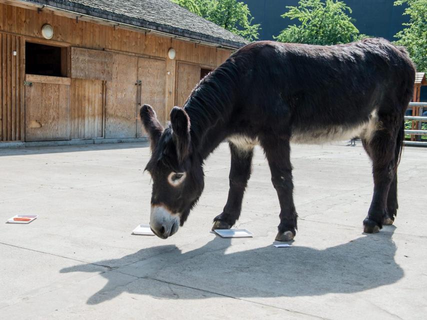 El burro Zidane, digno sucesor del pulpo Paul.