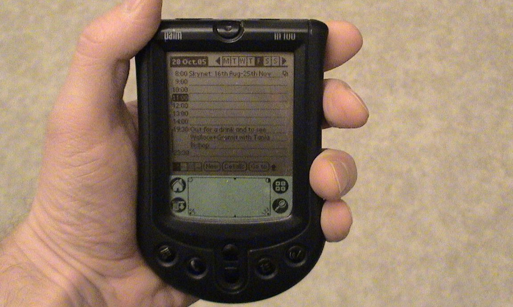 palm 1