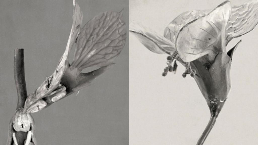 Image: Linarejos Moreno, botánica mecánica