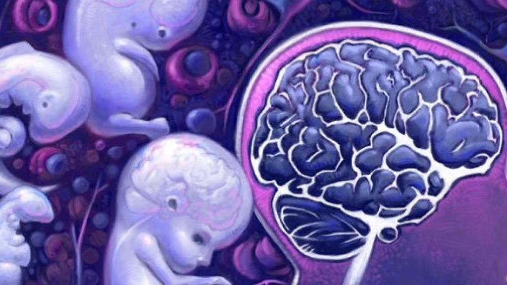 brain_fetus
