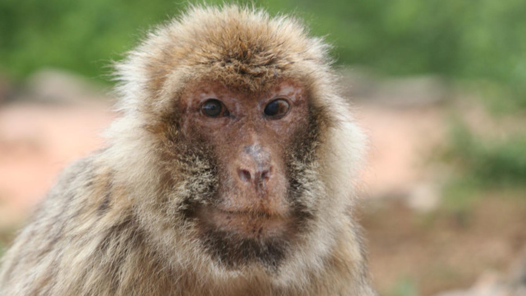 Los monos de Gibraltar viejos interactúan con aquellos a los que puede predecir mejor.