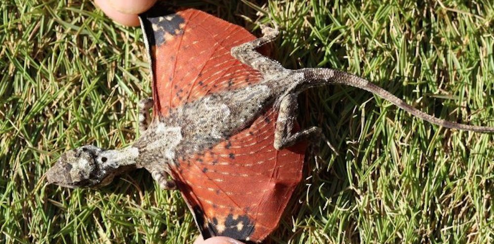 dragons-indonesie-draco-volans