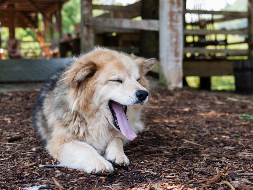 Un perro bostezando.