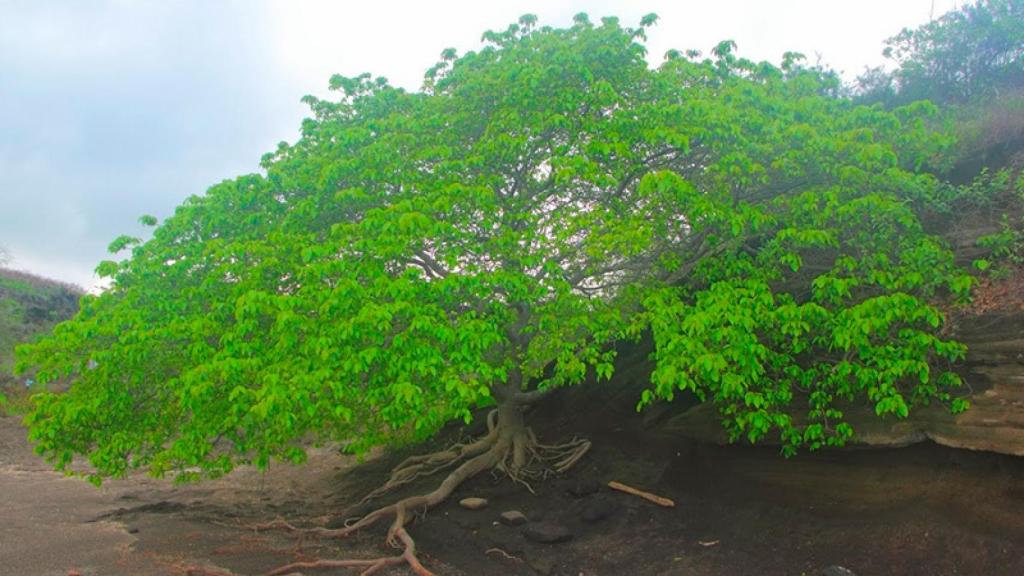 manzanilla-de-la-muerte-arbol