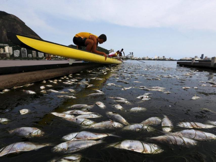 Peces muertos por la contaminación de las aguas de Guanabara
