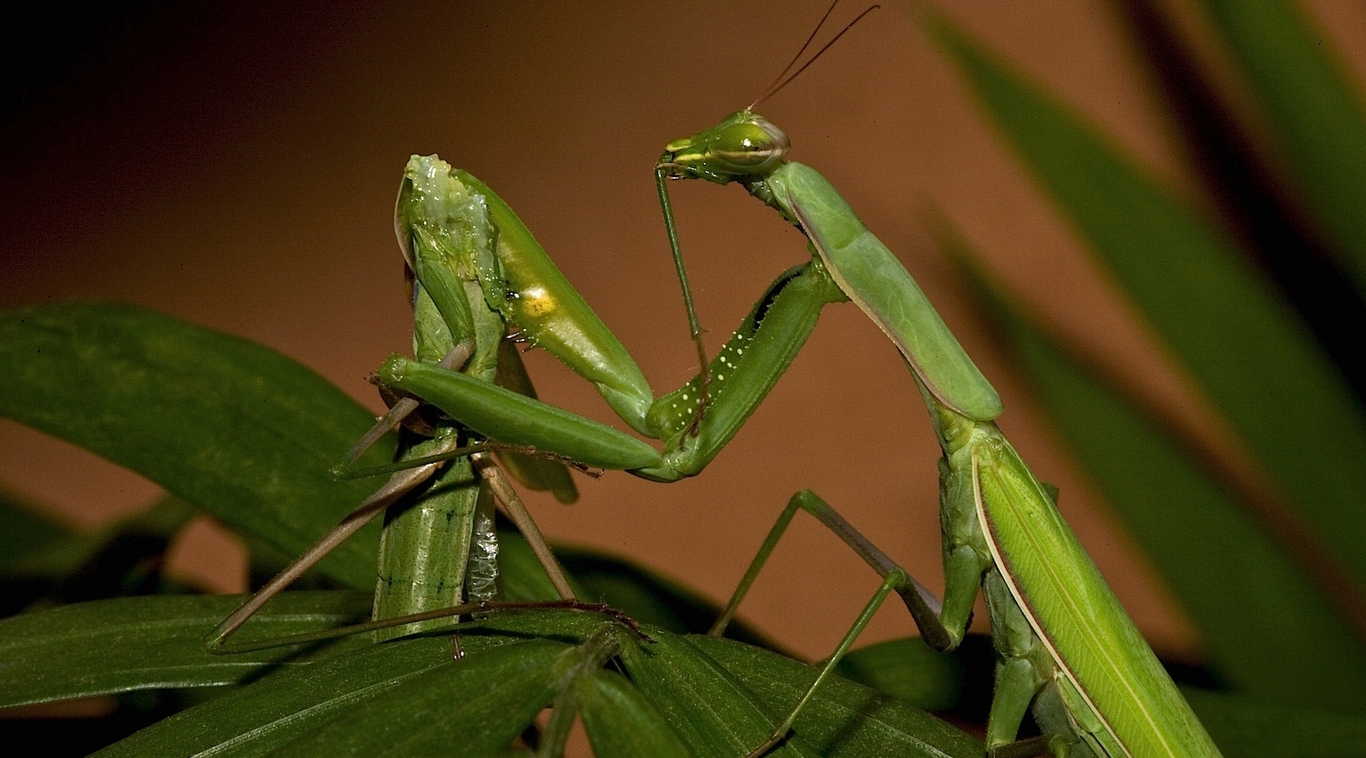canibalismo de la mantis religiosa