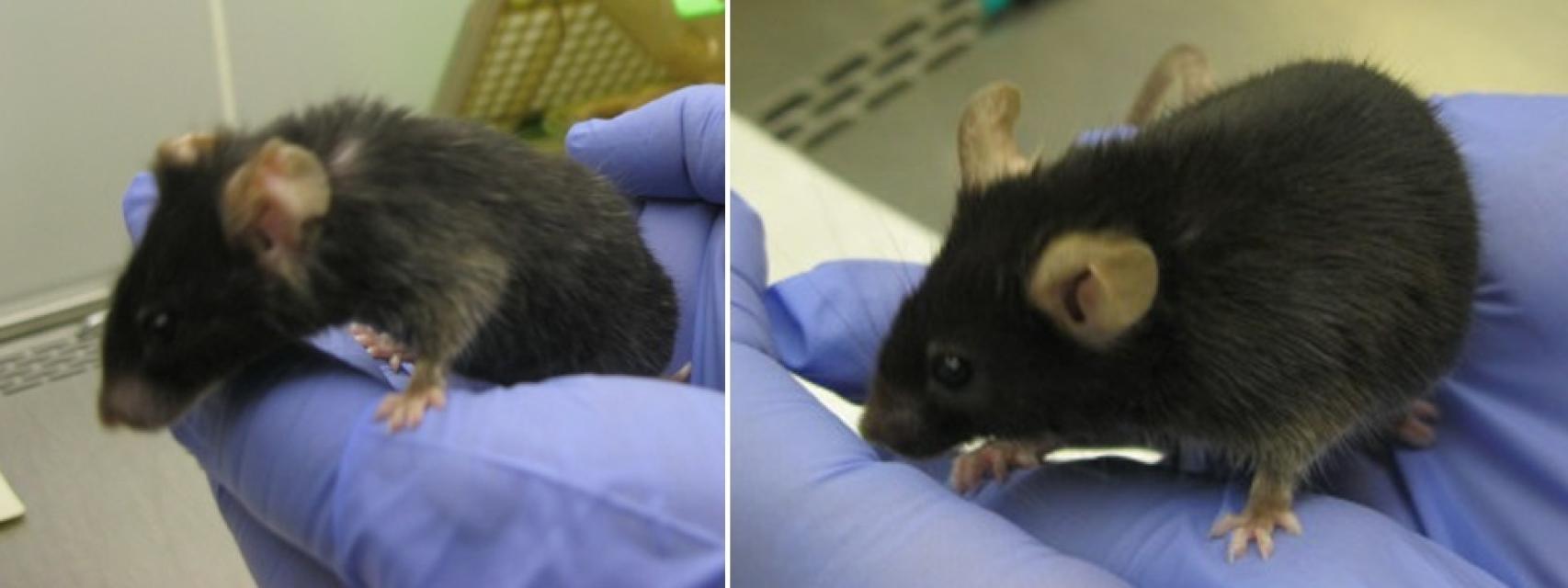 Dos ratones que sólo se diferencias en el ADN mitocondrial.