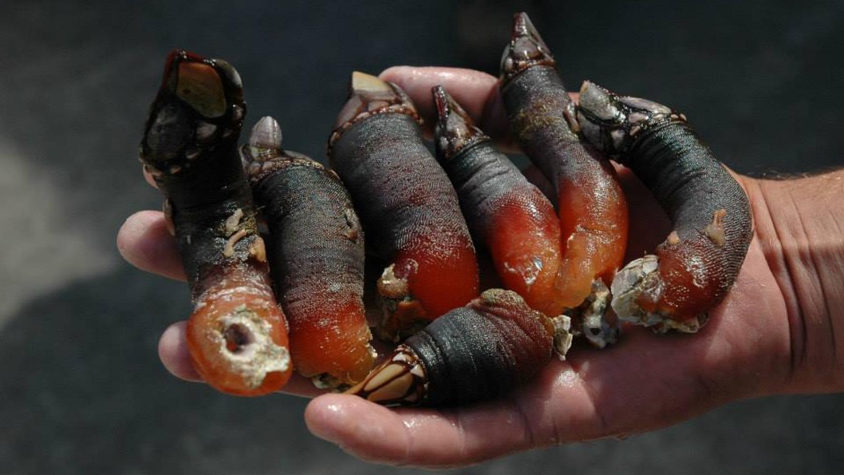 Un percebeiro sostiene varios ejemplares sacados de la ría.