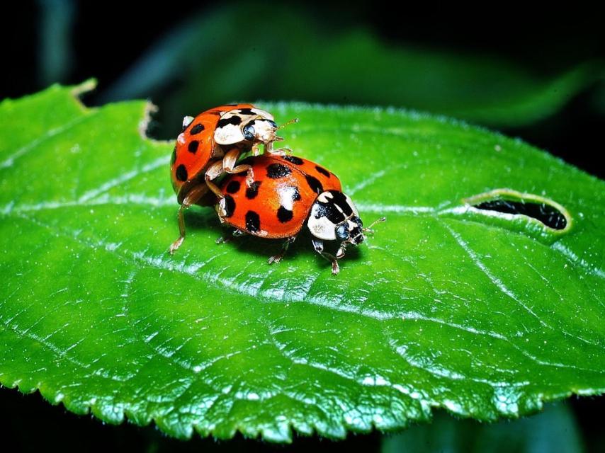 Dos mariquitas apareándose sobre una hoja.