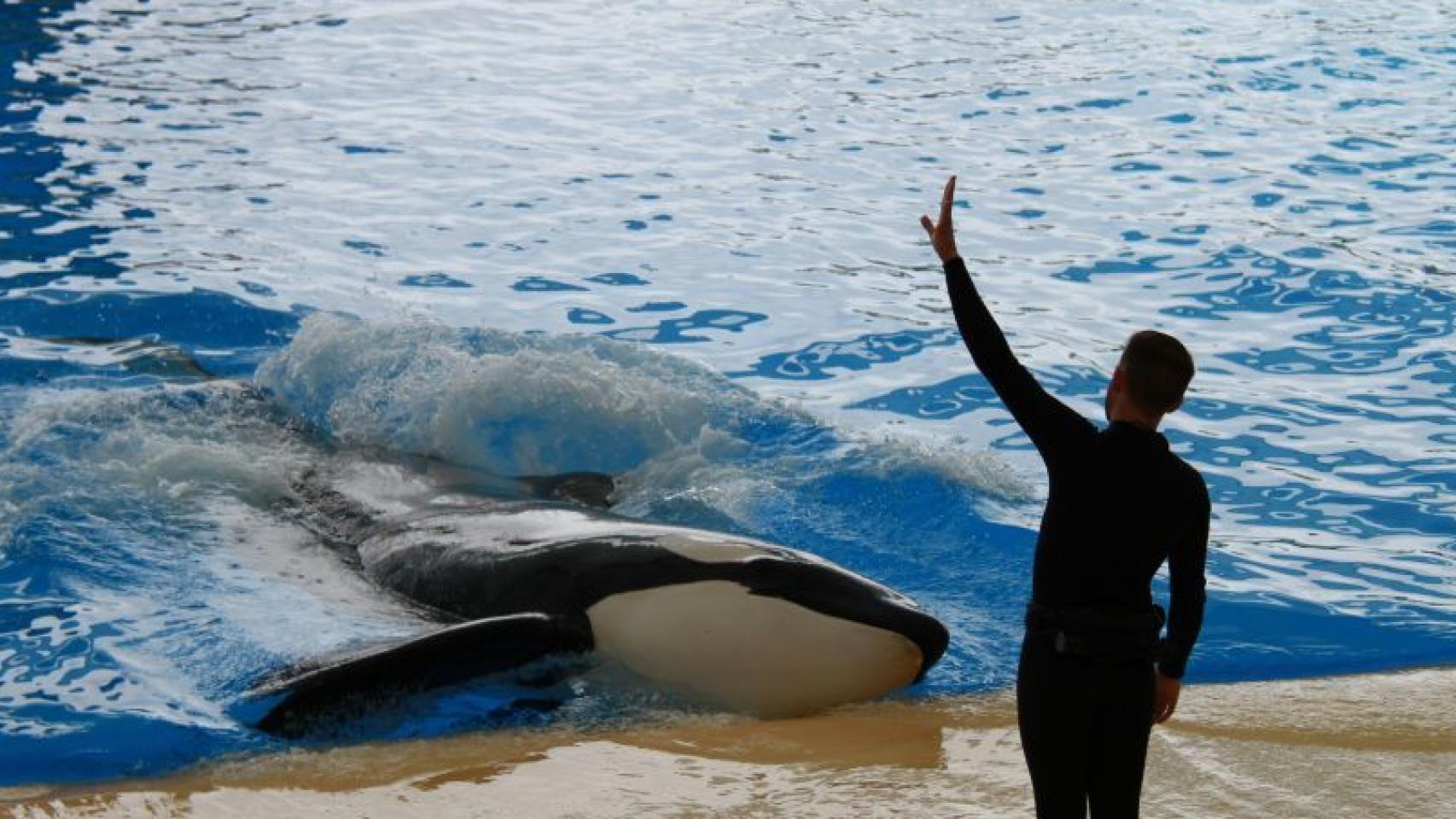 Uno de los cuidadores de Orca Ocean en Tenerife.