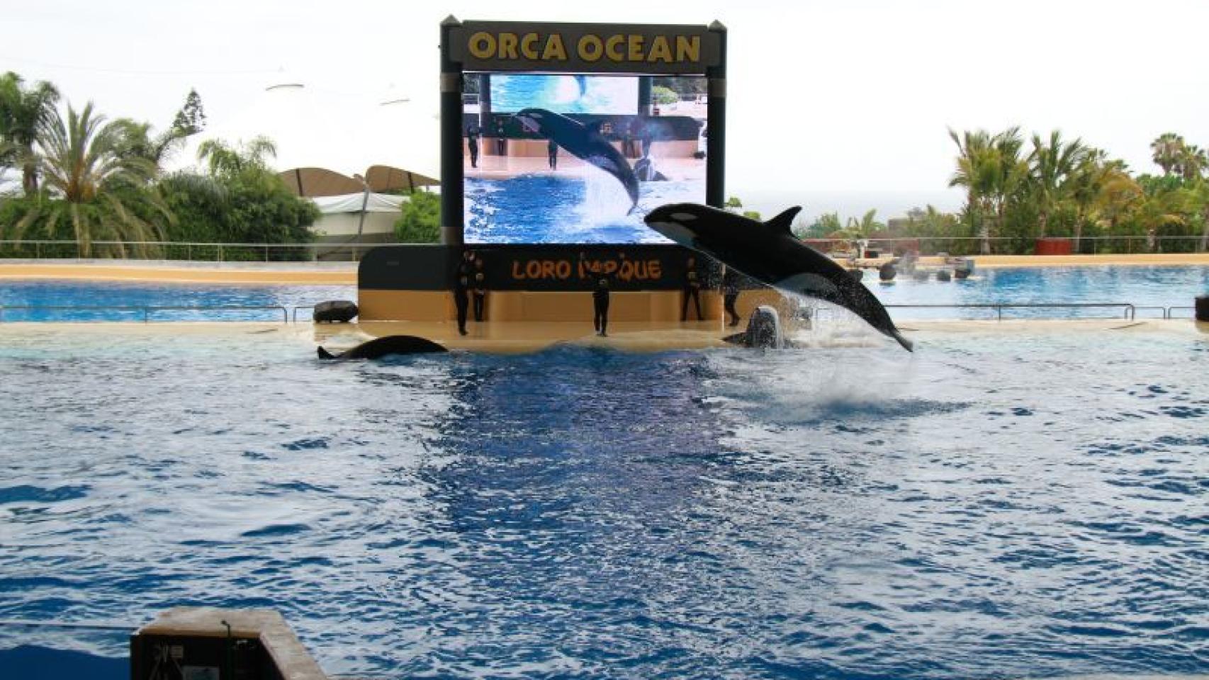 Un show en Orca Ocean.