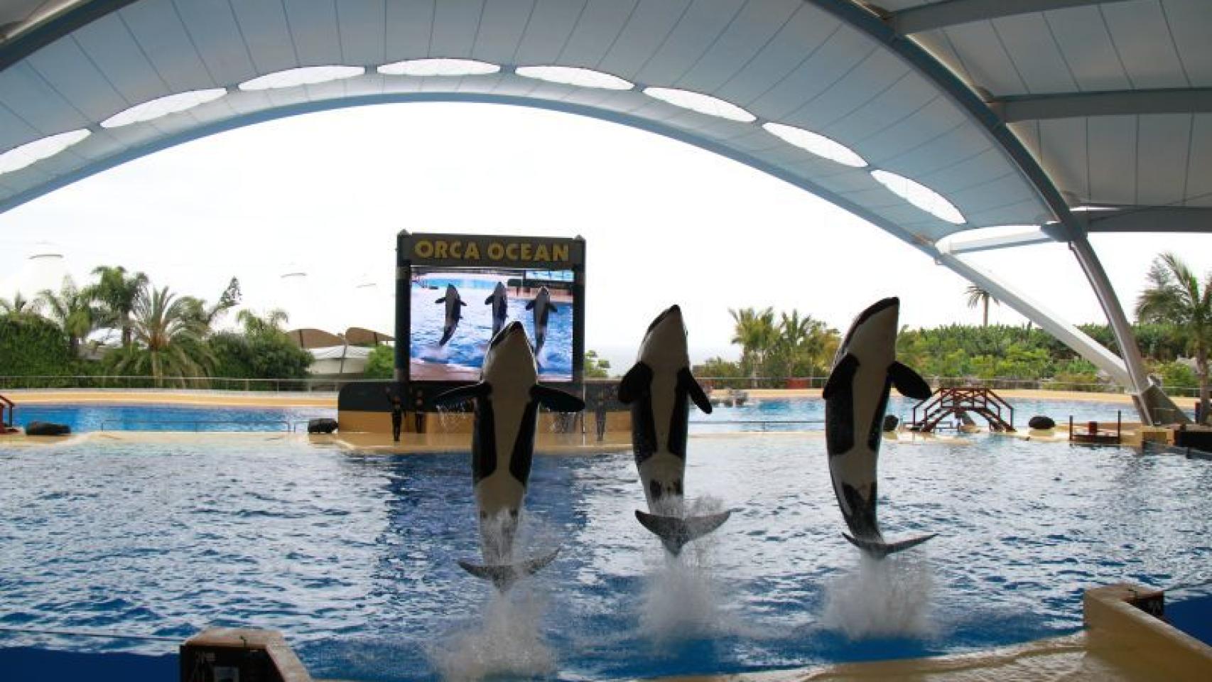 Tres de las seis orcas de Loro Parque en acción.