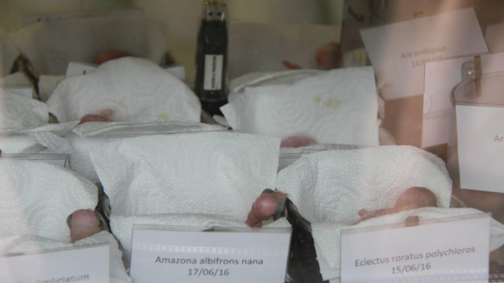 Centro de cría en el parque tinerfeño.