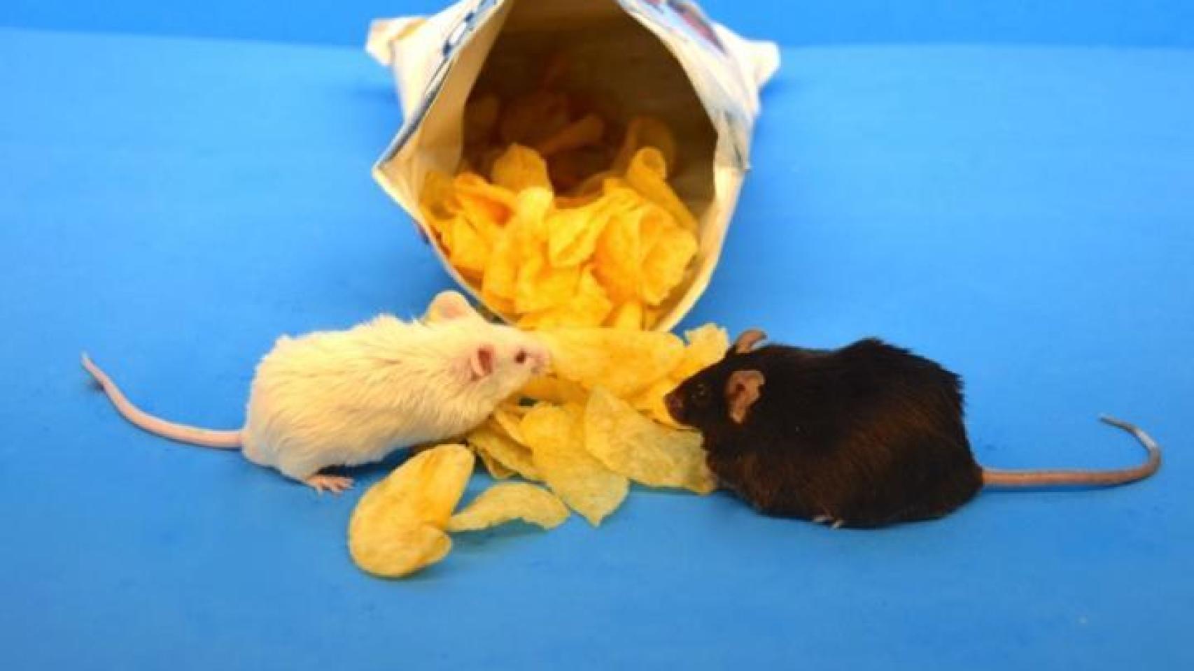 Las patatas fritas se incluían en la dieta típica occidental.