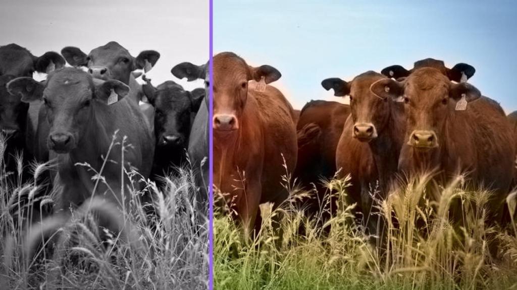 blanco y negro color algoritmo