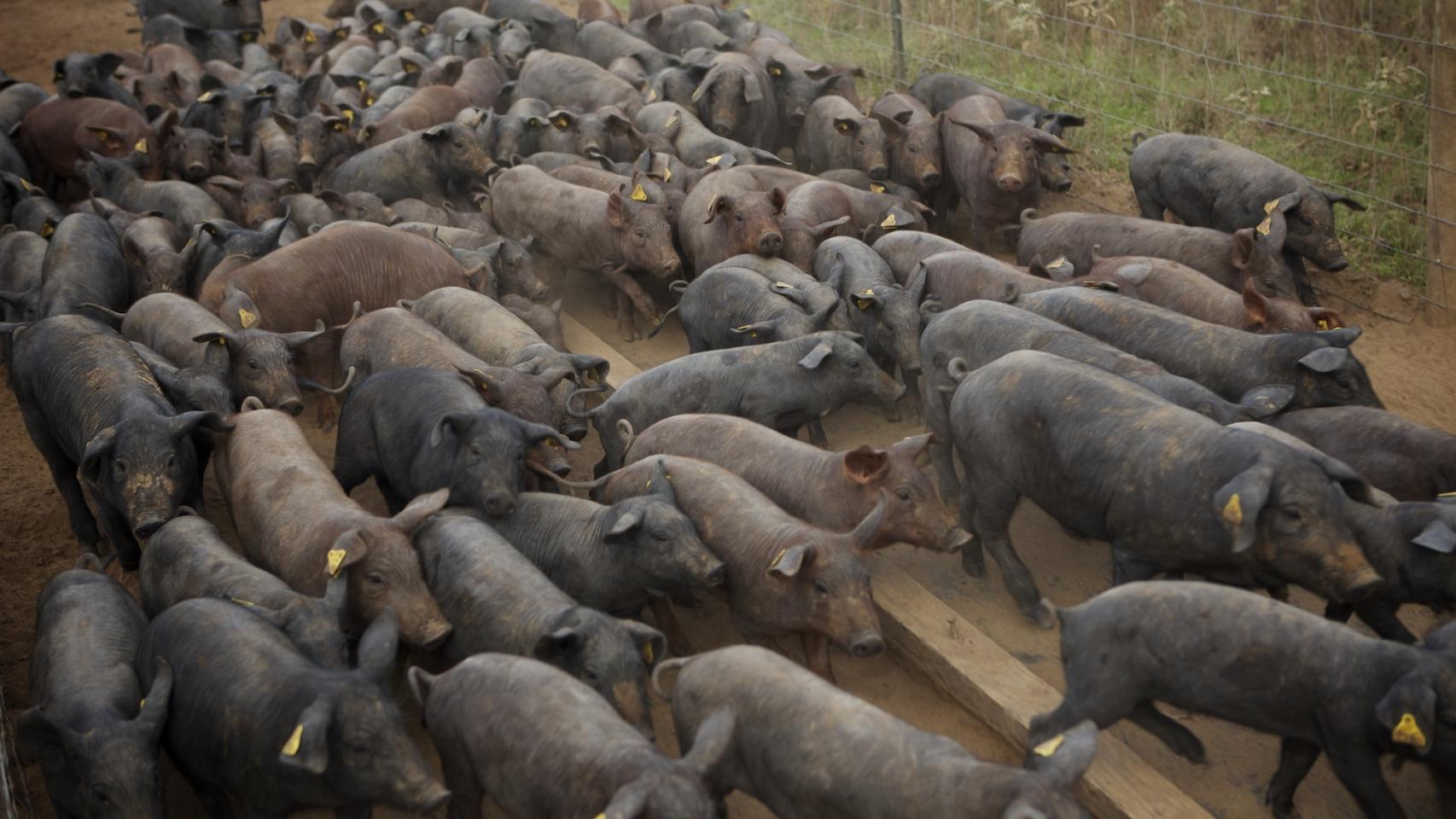 Transportar a cada cerdo —en total eran 150— les costó 3.500 dólares.