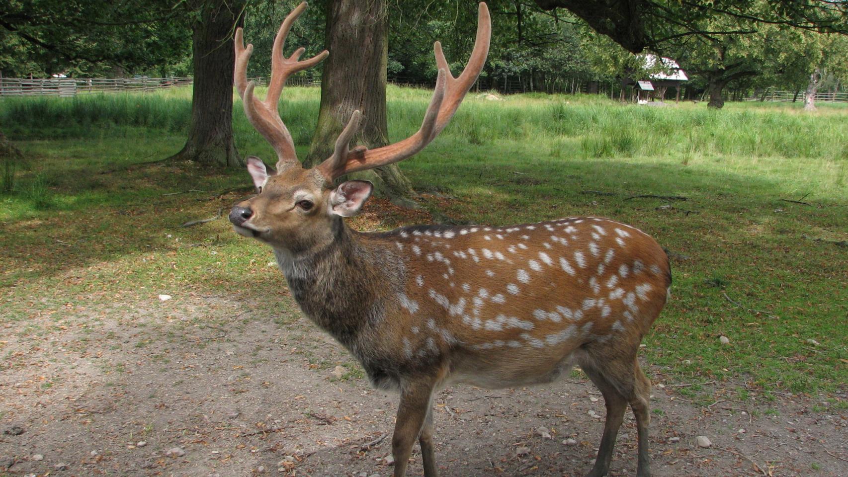 Cinco animales que podrían ser tu mascota