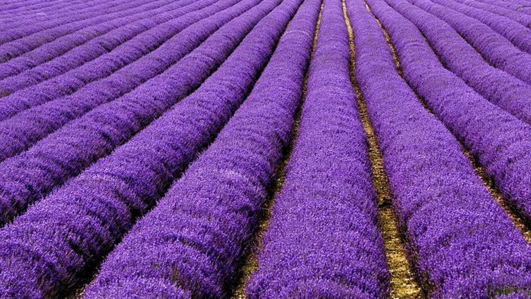 Campo de Lavanda en Brihuega.